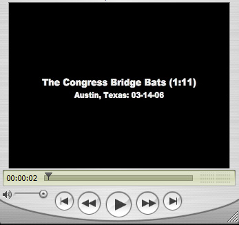 Congress Bridge Bats