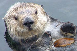 Toola at the Monterey Bay Aquarium