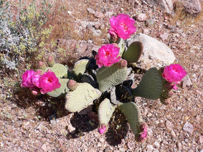 Blooming Cactii