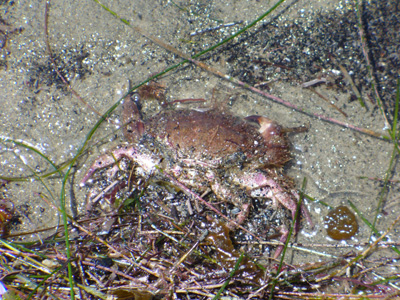 Crab by Laura Moncur 04-24-06