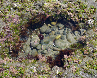 Tide Pool at Swami\'s Beach San Diego, CA 04-24-06