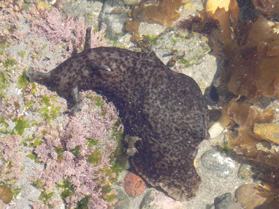Sea Slug by Michael Moncur 04-24-06