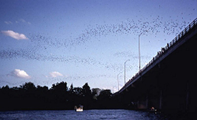 The Bats over Town Lake in Austin