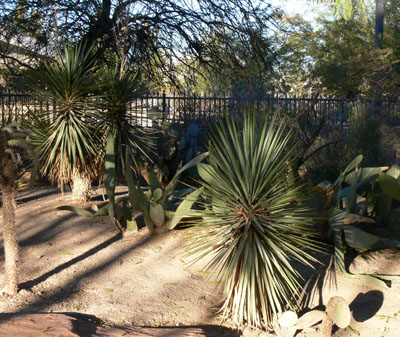 cacti