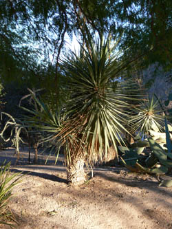 joshua tree