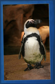 Penguins at the Georgia Aquarium