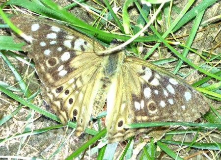 Brown Moth Arkansas
