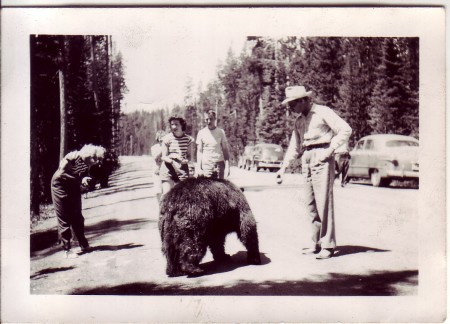 Feeding the Bears at Yellowstone from Starling Travel