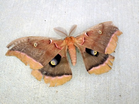 Giant Polyphemus Moth