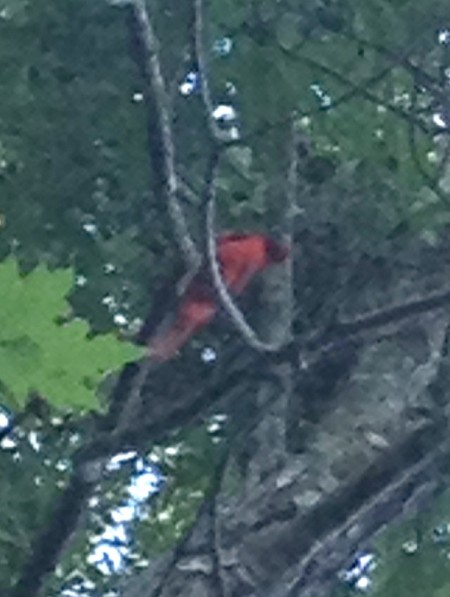 Gorel Landing OK Cardinal