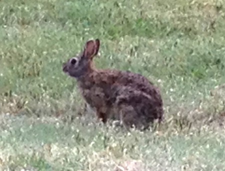 Salina KS KOA Resident Bunny