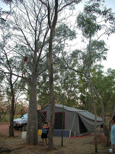 Tent Camping and the Kids Up A Tree from Starling Fitness