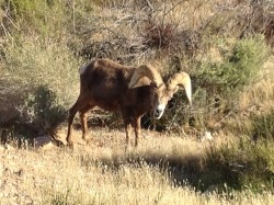 Valley of Fire Big Horned Sheep