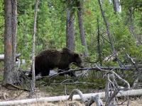 Grizzly Bear (click for larger photo)