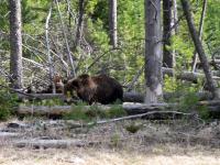 Grizzly Bear (click for larger photo)
