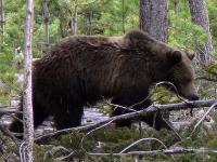 Grizzly Bear (click for larger photo)