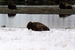 Bison Snow Yellowstone