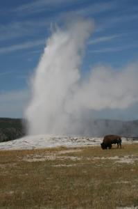 Old Faithful Buffalo by Jesse Stay